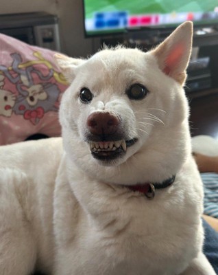 怒っているときのゆき丸ちゃん