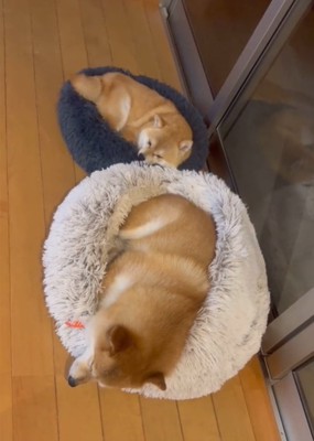 寝ている2匹の犬