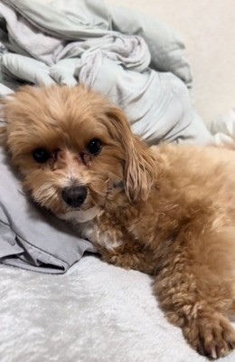 横になるマルくん