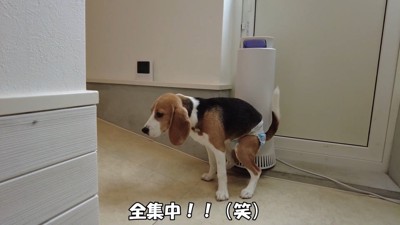 必死に踏ん張る姿が可愛い（笑）