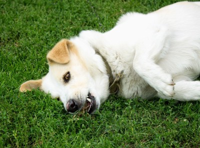 地面に横たわる白い折れ耳の犬