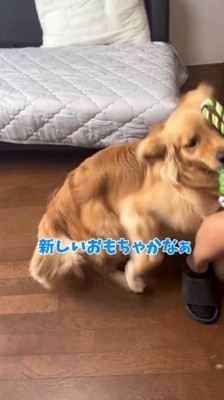 おもちゃを咥えて男性のそばに駆け寄る犬