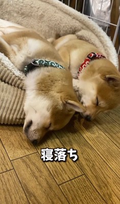 ペット用ベッドの上で並んで眠る子犬たち