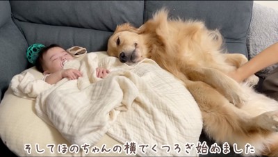 赤ちゃんの隣で仰向けになるゴールデンレトリバー