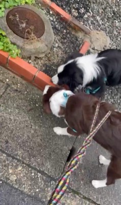 ルナちゃん＆リッカちゃんのお散歩