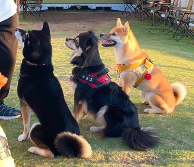 柴犬さんと同じくらい
