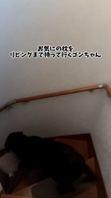 クッションを咥えて階段を降りる黒ラブ