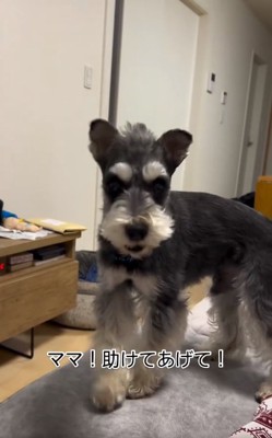 ママに駆け寄るワンコ