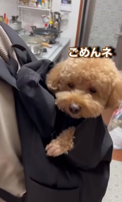 謝るバッキーくん