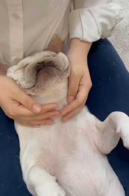 小顔マッサージされる小型犬