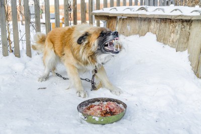 食事を目の前に威嚇する犬、雪の上