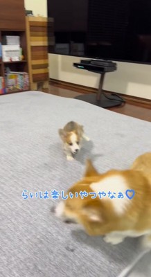 カーペットの上を走り回る成犬と子犬