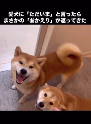 こむぎくんとわらびちゃん