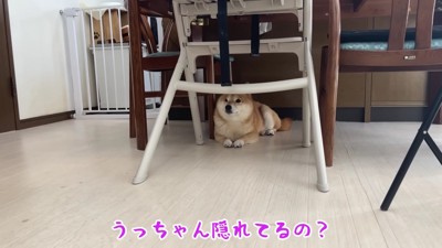 慌てて隠れるうにくん