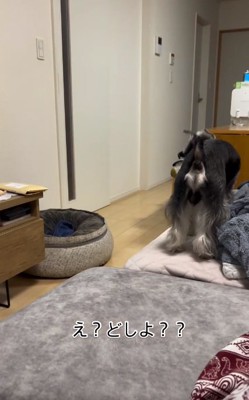 ウロウロするワンコ