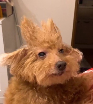 本当にトイプードル？