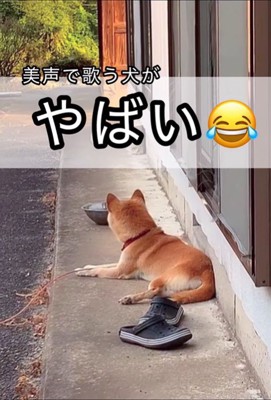 音楽に合わせて歌うコロちゃん2