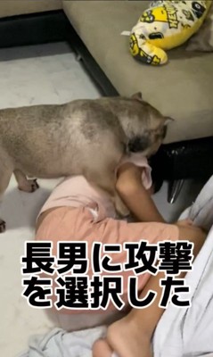 毛布の引っ張り合いに参戦するルッチくん3