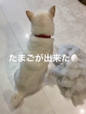 後姿のおもちちゃん