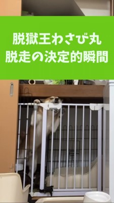 ケージのロック部分を噛む柴犬