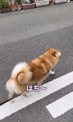 前を向いて歩く犬