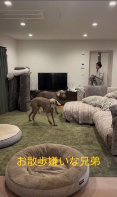 お散歩を嫌がるノアくん&ノエルくん5