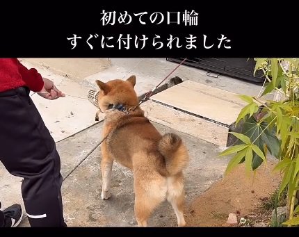 口輪をつけた柴犬