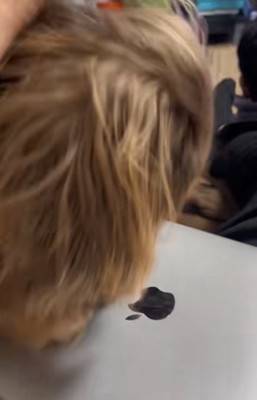 Appleマークを見つめる犬