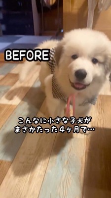 カメラを見てしっぽを倒す子犬