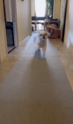 尻尾ブンブンッ