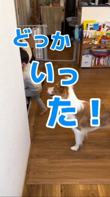 階段のそばに立つ犬と男の子