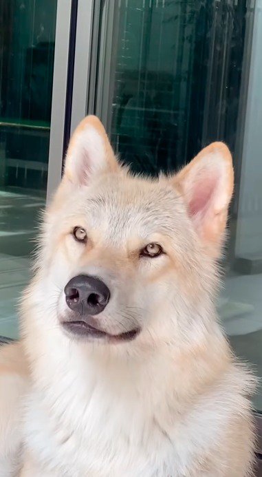 遠くを見つめる犬