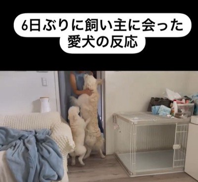 むう君＆める君と飼い主さんの再会3