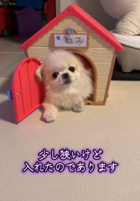 家から顔を出す犬