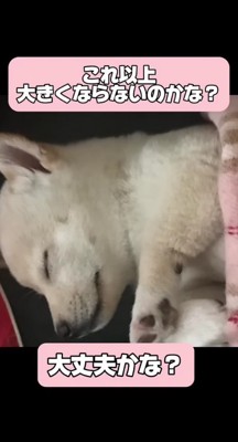 本当に大きくなるのかな？