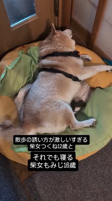 クッションに横になるお姉ちゃん犬