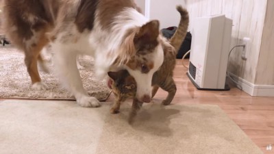 思わずパクリ♡