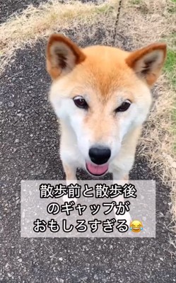 期待に満ちたコロくん