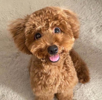 まるで別犬みたい！！