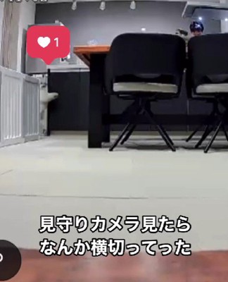 見守りカメラに映されたのは…