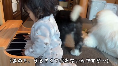 シュシュちゃんもびっくり(笑)