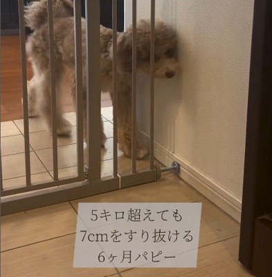 ゲートをすり抜けるマフィンくん5