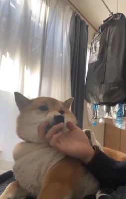 部屋で横になりながら男性にアゴの下を撫でられる柴犬