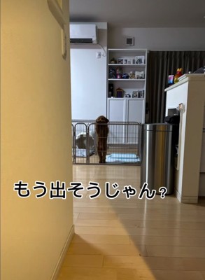 柵に前足をつくトイプードル