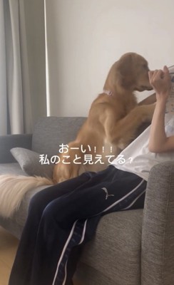 飼い主の邪魔をする犬2