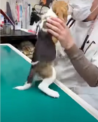 診察台の上に乗る犬
