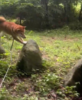 誇らしげな姿にホッコリ