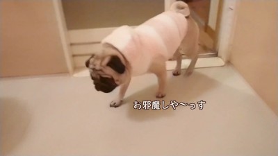 声をかけたら中に入ってきました