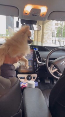 助手席の人物に抱っこされる犬