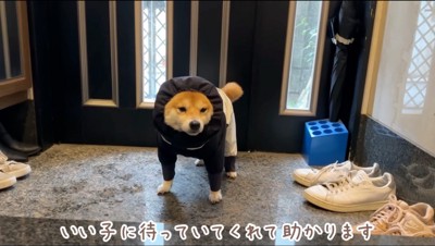 飼い主から視線を外す犬